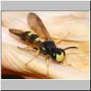 Cerceris rybyensis - Knotenwespe 28 9mm.jpg